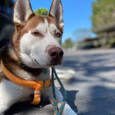 CRT K9 Dog Training Image